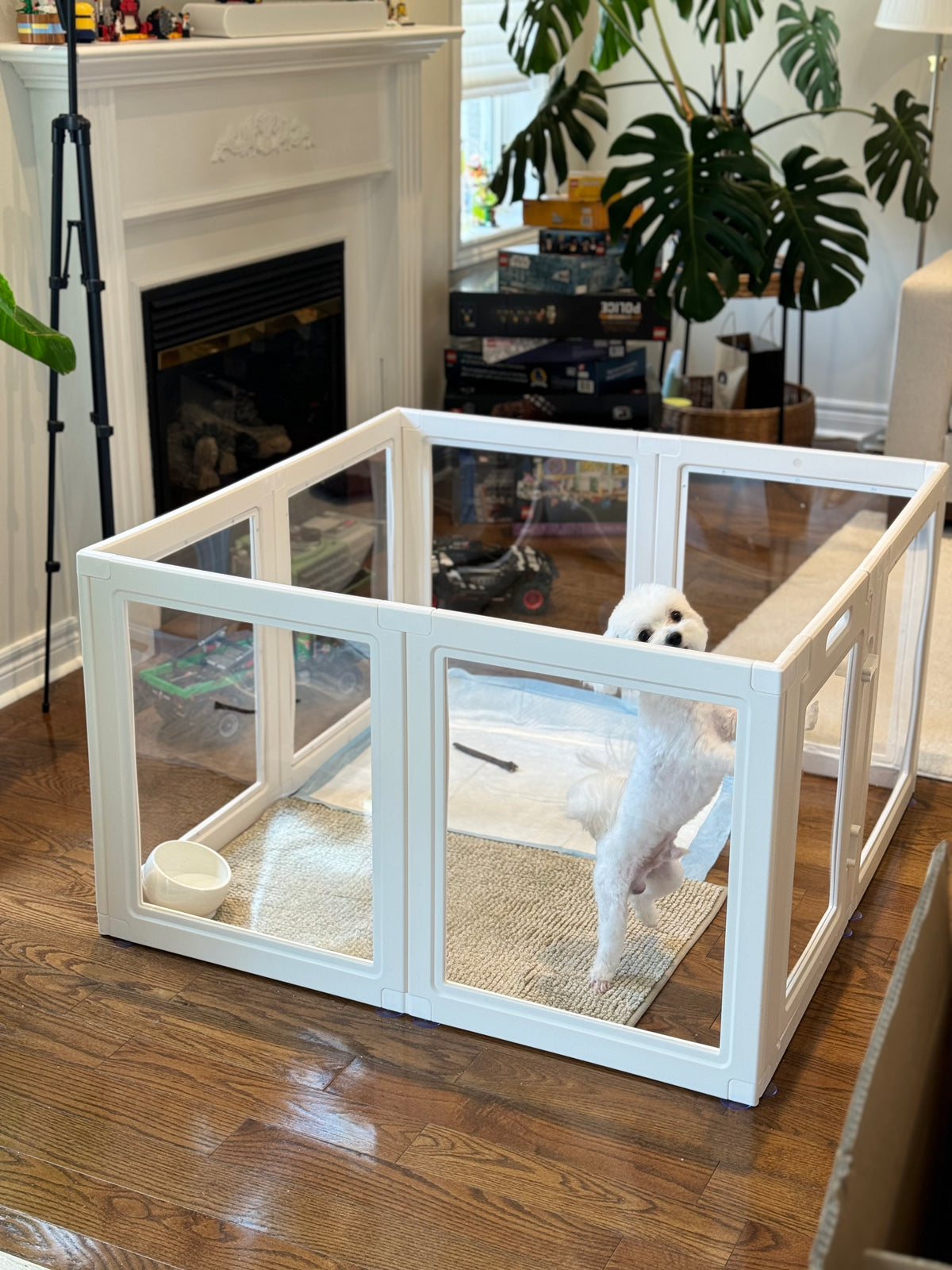 Small white dog standing in a clear pet playpen on a rug in a cozy living room