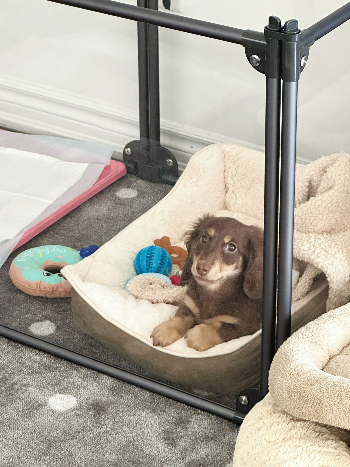 Brown dachshund puppy resting in a soft pet bed with toys inside a playpen enclosure.